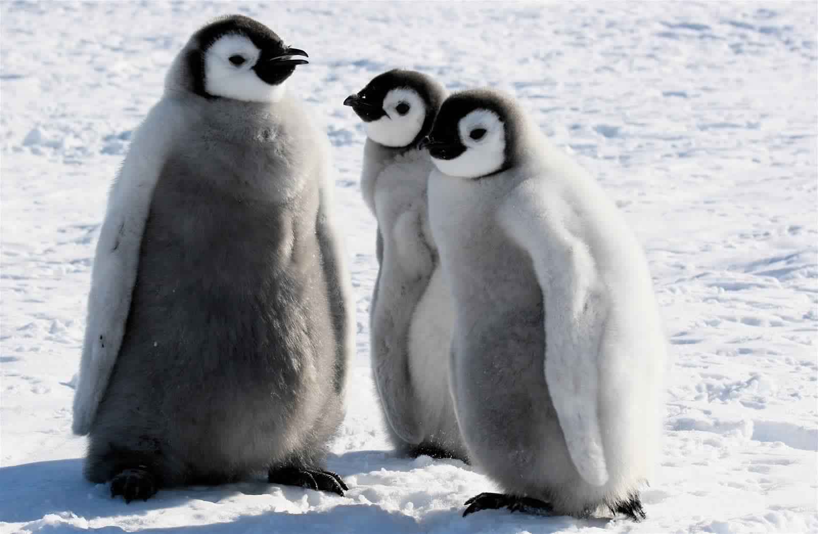 Пингвины моей мамы без. Императорский Пингвинёнок. Пингвин пингвиниха и Пингвиненок. Пингвин с пингвиненком. Очковый Пингвин птенец.