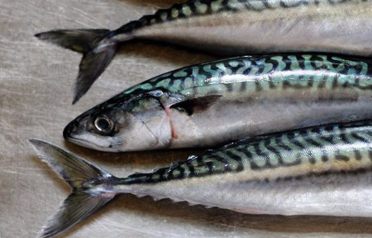 سمك الماكريل Mackerel