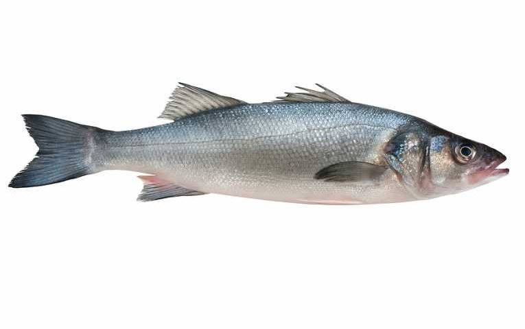 سمك التونا Tuna