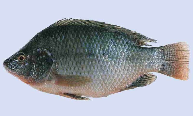 سمك البلطي Tilapia