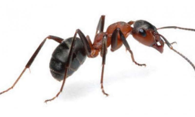 4 خطوات لحجب النمل نهائياً عن بيتك