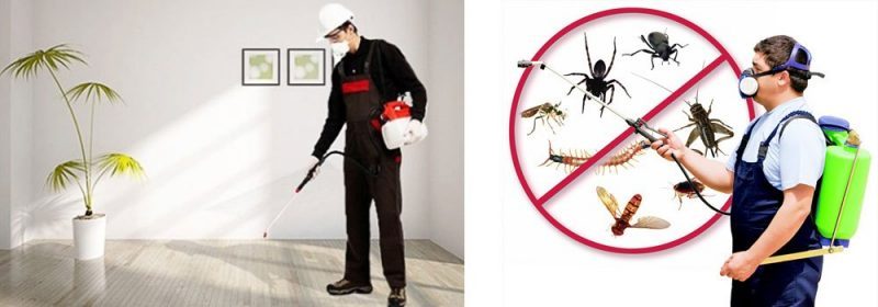 4 خطوات لحجب النمل نهائياً عن بيتك